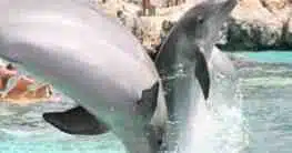 Delphine springen